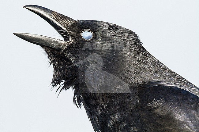Zwarte Kraai, Carrion Crow, Corvus corone portrait bird calling stock-image by Agami/Menno van Duijn,