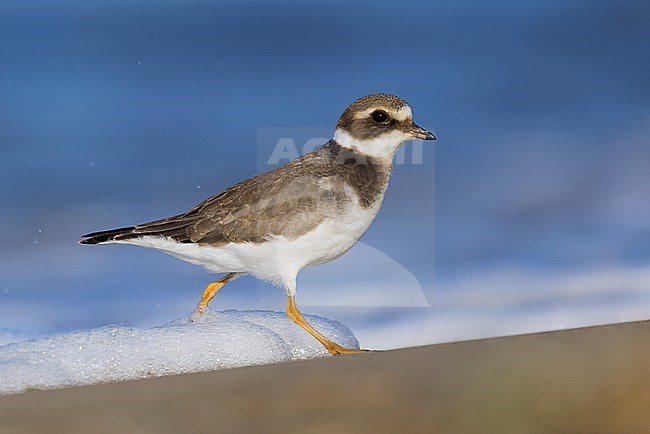 Ringed Plover (Charadrius hiaticula), side view of a juvenile running away from a wave, Campania, Italy stock-image by Agami/Saverio Gatto,