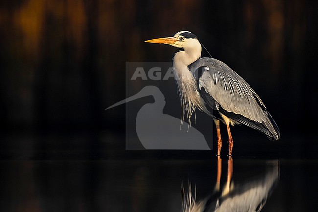 Grey Heron (Ardea cinerea) in Italy. stock-image by Agami/Daniele Occhiato,