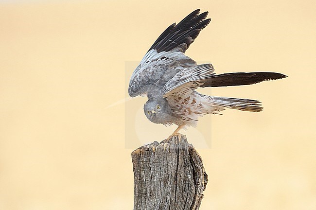 Male Montagu's Harrier (Circus pygargus) landing on a pole in Spain stock-image by Agami/Alain Ghignone,