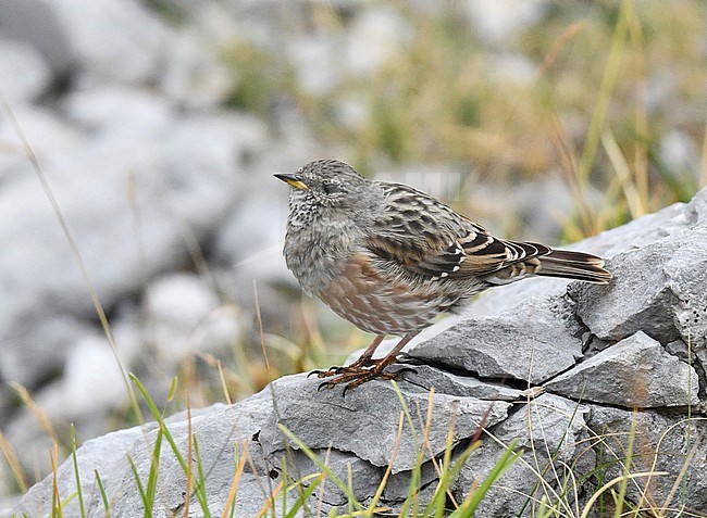 Adult Alpine Accentor (Prunella collaris) during late summer or early autumn in Spain. stock-image by Agami/Laurens Steijn,