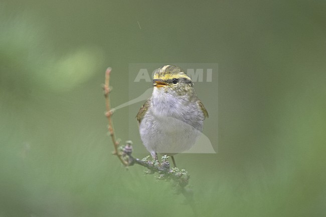Pallass Leaf Warbler male singing; Pallas Boszanger man zingend stock-image by Agami/Jari Peltomäki,