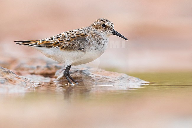 Little Stint (Calidris minuta) perched in water in Morocco stock-image by Agami/Daniele Occhiato,