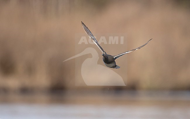 Gadwall (Mareca strepera) adult male in flight over a lake in Denmark stock-image by Agami/Helge Sorensen,