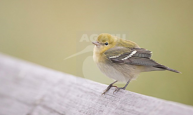 Bay-breasted Warbler (Setophaga castanea) inn North-America. Perched during autumn migration. stock-image by Agami/Ian Davies,