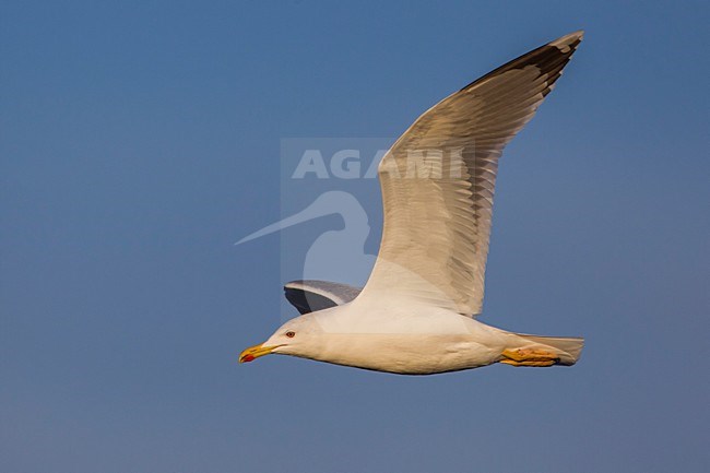 Geelpootmeeuw; Yellow-legged Gull; Larus michahellis stock-image by Agami/Daniele Occhiato,