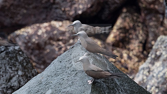 Side view of a couple of Brown Noddys (Anous stolidus) roosting on a rock. Galapagos Islands, Ecuador stock-image by Agami/Markku Rantala,