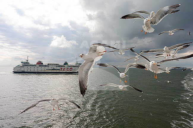 Lesser Black-backed Gulls (Larus fuscus) on the Wadden island Texel, Netherlands. Flying in front of the ferry to the island. stock-image by Agami/Marc Guyt,