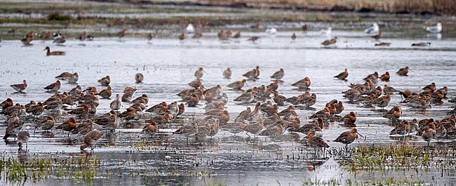 Black-tailed Godwit, Limosa limosa; wet meadow. Large group of godwits arriving back in the Netherlands after their long journey. stock-image by Agami/Hans Germeraad,
