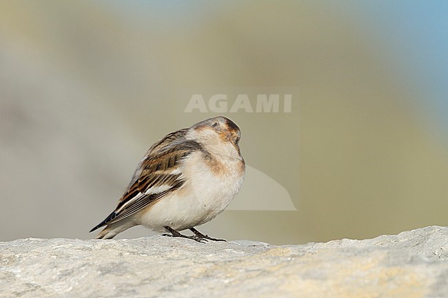 Adult male Snow Bunting (Plectrophenax nivalis ssp. nivalis) in winter plumage standing on a rock in Austria. stock-image by Agami/Ralph Martin,