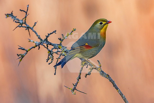 Introduced Red-billed Leiothrix (Leiothrix lutea) in Italy. stock-image by Agami/Daniele Occhiato,
