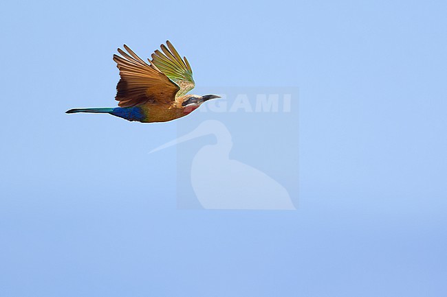 White-fronted Bee-eater (Merops bullockoides) flying against a blue sky as a background, Zimbabwe stock-image by Agami/Tomas Grim,