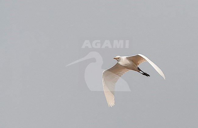 Eastern Cattle Egret (Bubulcus coromandus) in flight, seen from below. stock-image by Agami/Marc Guyt,