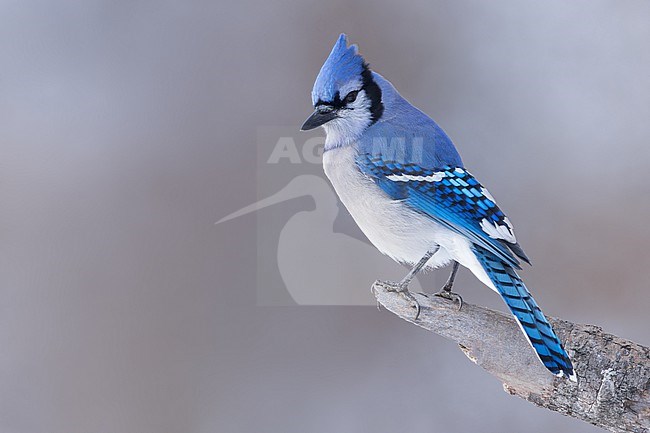 Blue Jay (Cyanocitta cristata) Perched on a branch in Minnesota stock-image by Agami/Dubi Shapiro,