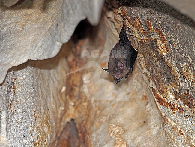 Kitti's hog-nosed bat (Craseonycteris thonglongyai), also known as the bumblebee bat, in Thailand. stock-image by Agami/James Eaton,