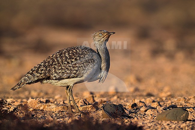 Houbara Bustard (Chlamydotis undulata fuertaventurae) on the Canary Island of Fuerteventura. This subspecies is highly restricted and endangered, with less then 500 birds left in the wild. stock-image by Agami/Daniele Occhiato,