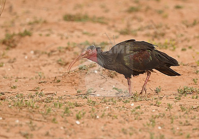 Northern Bald Ibis (Geronticus eremita) is endangered species and breeds at coastal Morocco north of Agadir. stock-image by Agami/Eduard Sangster,