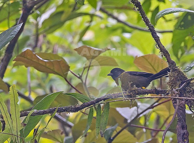 Yellow-green Brushfinch (Atlapetes luteoviridis) in Panama. stock-image by Agami/Pete Morris,