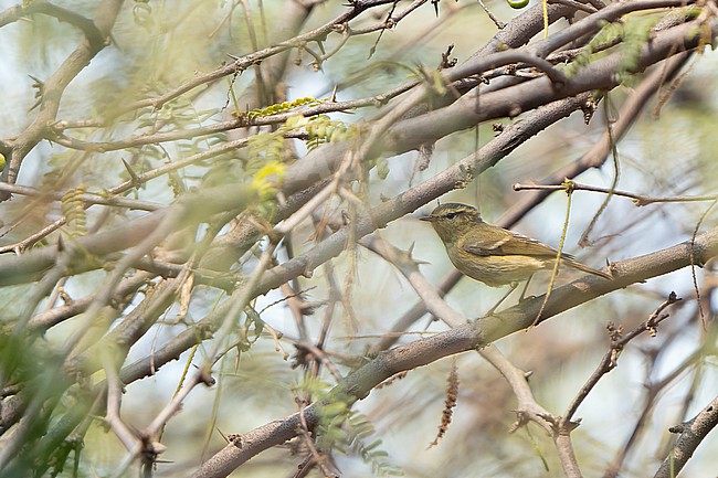 Brooks's Leaf Warbler (Phylloscopus subviridis) in India. stock-image by Agami/Dani Lopez-Velasco,