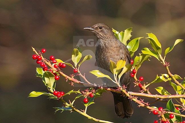 Female Blackbird (Turdus merula) foraging on red berries from Holly bush in garden while on autumn migration stock-image by Agami/Menno van Duijn,