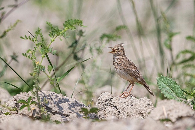Kuifleeuwerik, Crested Lark stock-image by Agami/Daniele Occhiato,