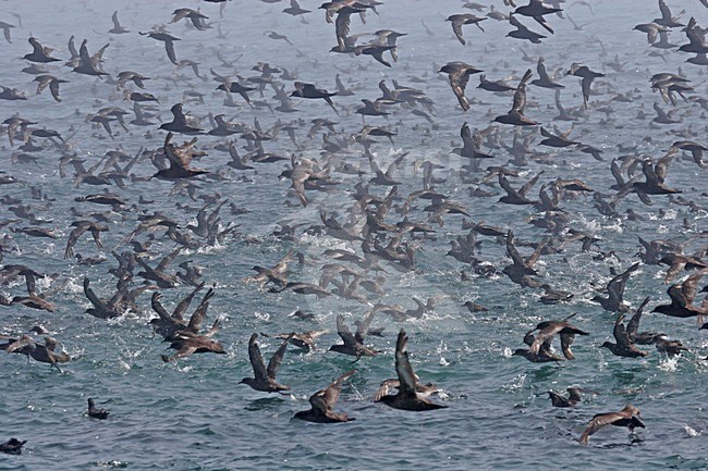 Foeragerende Dunbekpijlstormvogels, Short-tailed Shearwaters foraging stock-image by Agami/Pete Morris,
