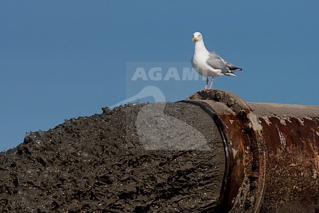 Volwassen Zilvermeeuw; Adult European Herring Gull stock-image by Agami/Arnold Meijer,