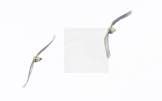 Yellow-eared Parrot (Ognorhynchus icterotis) stock-image by Agami/Lennart Verheuvel,