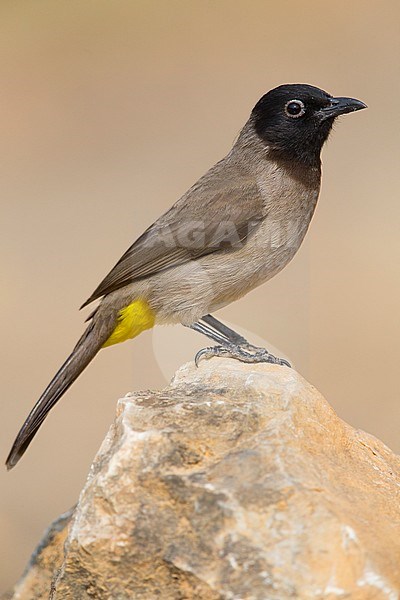 White-spectacled Bulbul, Standing on a rock, Ayn Hamran, Dhofar, Oman (Pycnonotus xanthopygos) stock-image by Agami/Saverio Gatto,