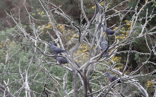 Bolle's Pigeon (Columba bollii) several birds in a tree at Monte del Agua, Erjos, Tenerife, Canary Islands, Spain stock-image by Agami/Helge Sorensen,