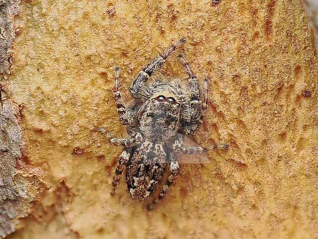 Marpissa muscosa is a species of jumping spider stock-image by Agami/Arnold Meijer,