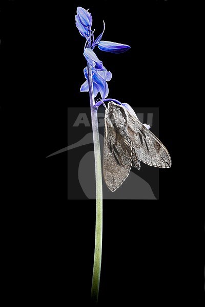 Pine Hawk-moth, Sphinx pinastri stock-image by Agami/Wil Leurs,