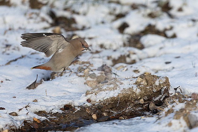 Bohemian Waxwing (Bombycilla garrulus) landing in a snow-covered creek at Nivå, Denmark stock-image by Agami/Helge Sorensen,