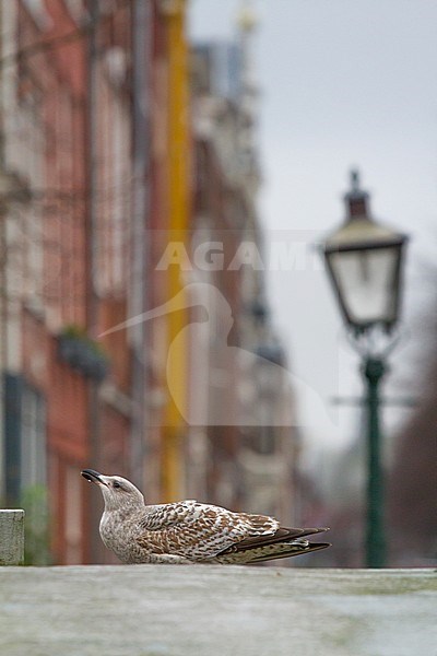 Zilvermeeuw, Herring Gull stock-image by Agami/Menno van Duijn,