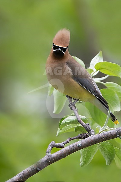 Cedar waxwing (Bombycilla cedrorum) adult perched on a branch stock-image by Agami/Dubi Shapiro,