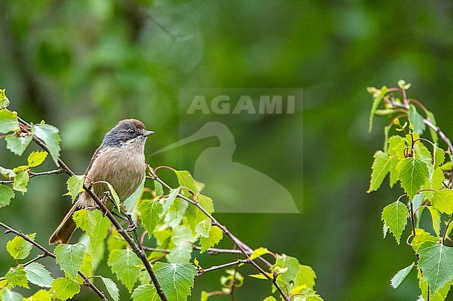 Pipipi (Mohoua novaeseelandiae) on South island, New Zealand. Also known as Brown Creeper or New Zealand Creeper. stock-image by Agami/Marc Guyt,