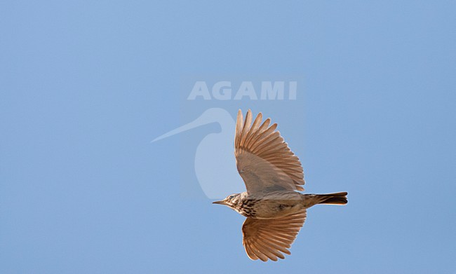 Kuifleeuwerik, Common Crested Lark, Galerida cristata stock-image by Agami/Marc Guyt,