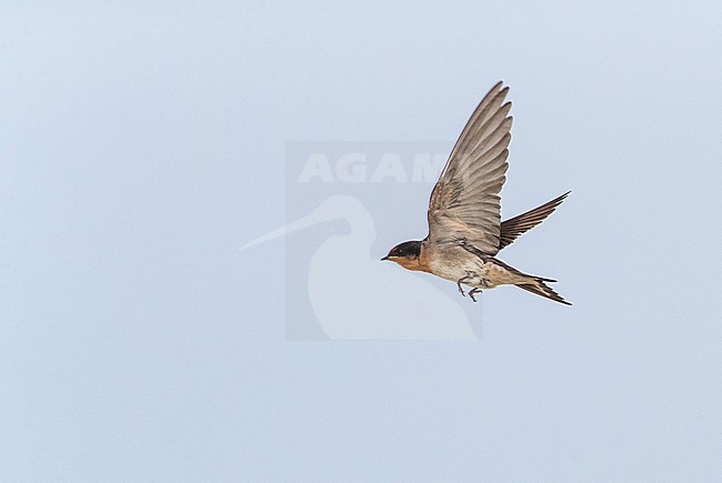  stock-image by Agami/Marc Guyt,