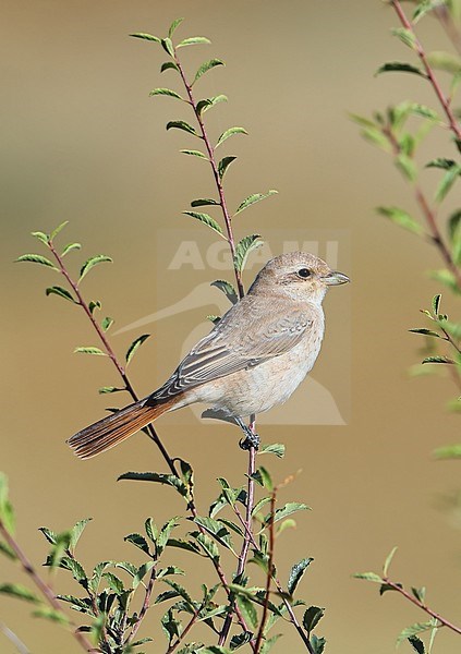 First-winter Isabelline Shrike (Lanius isabellinus) during autumn at Ikh Nart Nature Reserve in Mongolia. Also known as Daurian Shrike. stock-image by Agami/Aurélien Audevard,