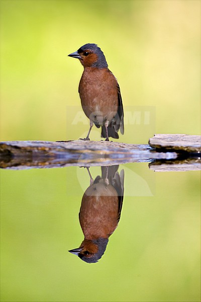 Vink man staand bij water met spiegelbeeld; Common Chaffinch male standing at edge forest pool with mirror reflection stock-image by Agami/Marc Guyt,