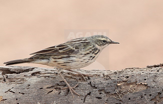 Rosy Pipit (Anthus roseatus) at Bahkplee, Nakorn Nayok in Thailand. Standing on a dead log. stock-image by Agami/Helge Sorensen,