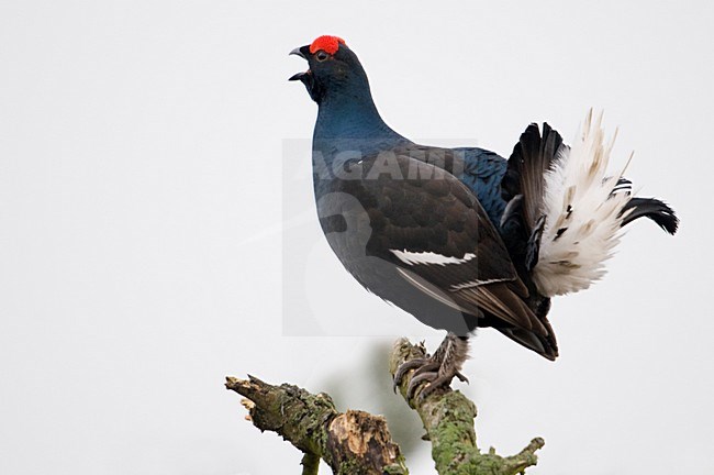 Mannetje Korhoen in zit; Male Black Grouse perched stock-image by Agami/Han Bouwmeester,