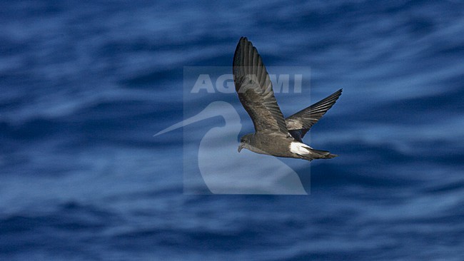 Band-rumped Storm-petrel flying;  Madeirastormvogeltje vliegend stock-image by Agami/Marc Guyt,