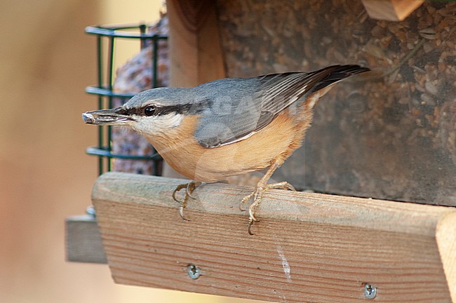 Eurasian Nuthatch (Sitta europaea) in the Netherlands. Picking up seeds from a backyard feeding station. stock-image by Agami/Marc Guyt,