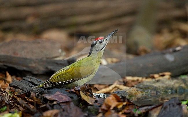 Grey-headed Woodpecker (Picus canus hessei) at waterhole in Kaeng Krachan National Park, Thailand stock-image by Agami/Helge Sorensen,