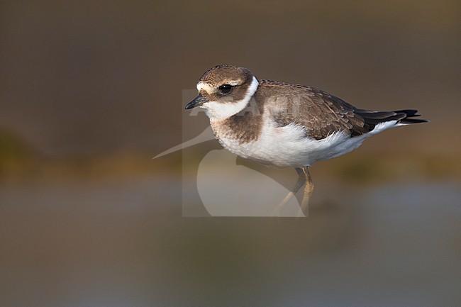 Immature Common Ringed Plover (Charadrius hiaticula) in Italy. stock-image by Agami/Daniele Occhiato,