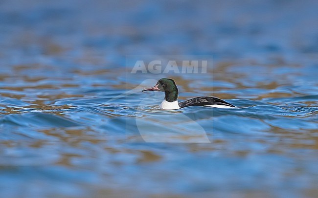  stock-image by Agami/Vincent Legrand,