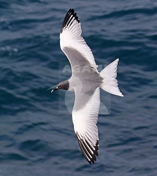 Swallow-tailed Gull (Creagrus furcatus) on the Galapagos islands, Ecuador. Flying low over the water surface, seen from above. stock-image by Agami/Dani Lopez-Velasco,