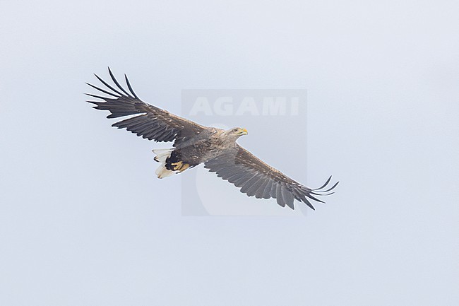 White-tailed Eagle (Haliaeetus albicilla), immature in flight seen from below, Finnmark, Norway stock-image by Agami/Saverio Gatto,