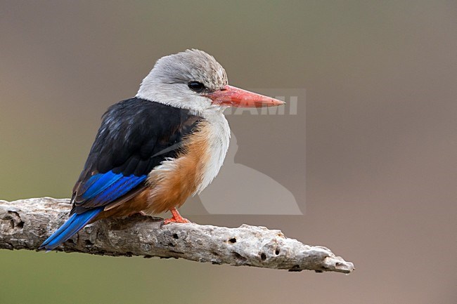 Grijskopijsvogel, Grey-headed Kingfisher stock-image by Agami/Daniele Occhiato,